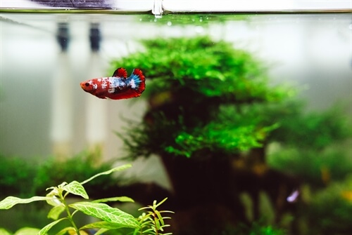 How to move a fish tank into a new home